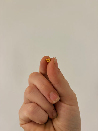 0.53 grams Natural Gold Nugget - October drop
