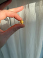 3.1 Gram Natural Gold Nugget
